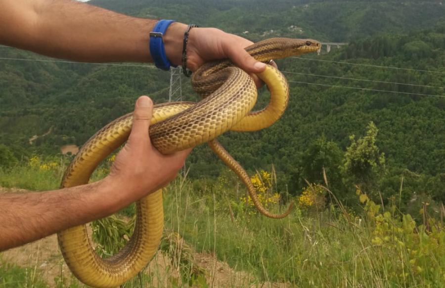 CERVONE SALVATO SILA