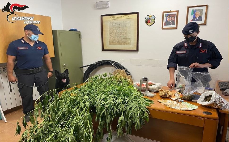 Agricoltore e pusher, sorpreso dai carabinieri di Rende con marijuana e cocaina 51 COLTIVAZIONE 2 1