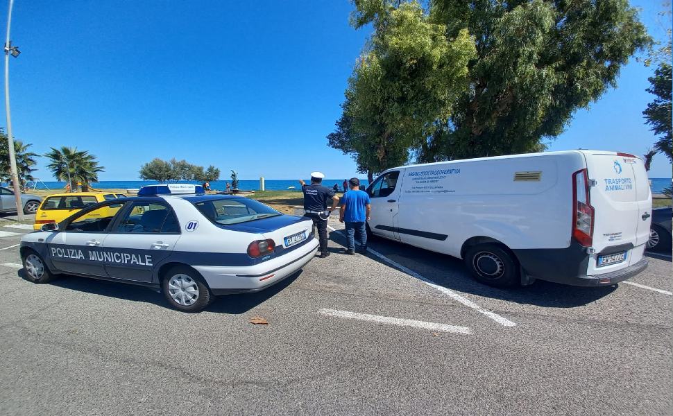 Aggredita dai cani randagi, denuncia. Ma i controlli danno "esito negativo" 51 CONTROLLI RANDAGISMO 1