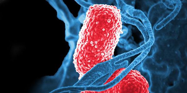 C 17 dossier 56 paragrafi paragrafo 2 immagine