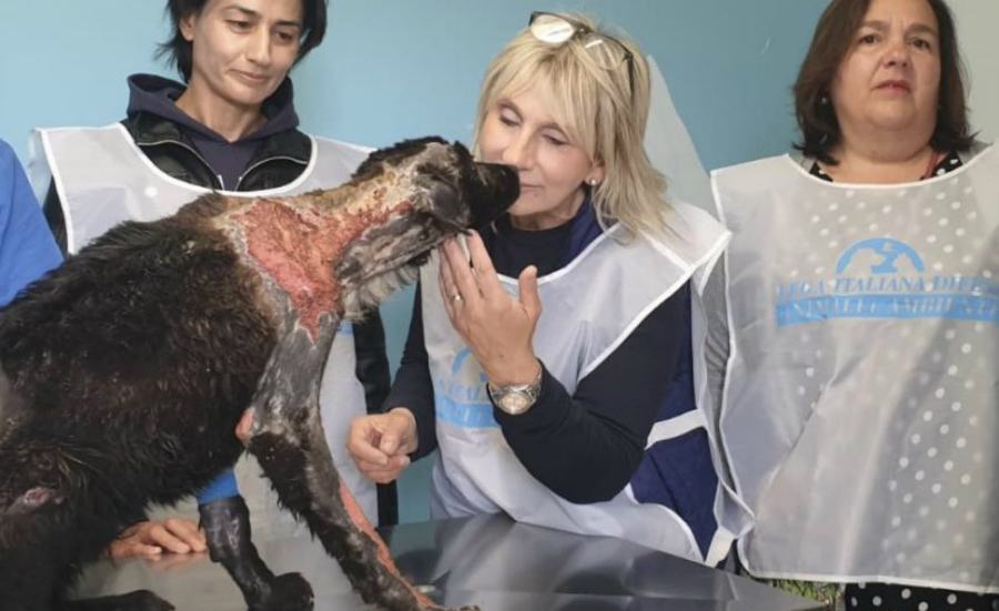 Cagnolina Giulia Gisella Grande