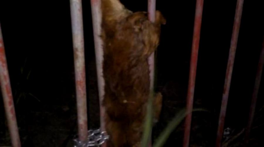 Cagnolina uccisa squillace