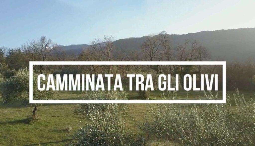 Camminata tra gli olivi Domenica 29 ottobre 2017 1024x576 1024x585 1