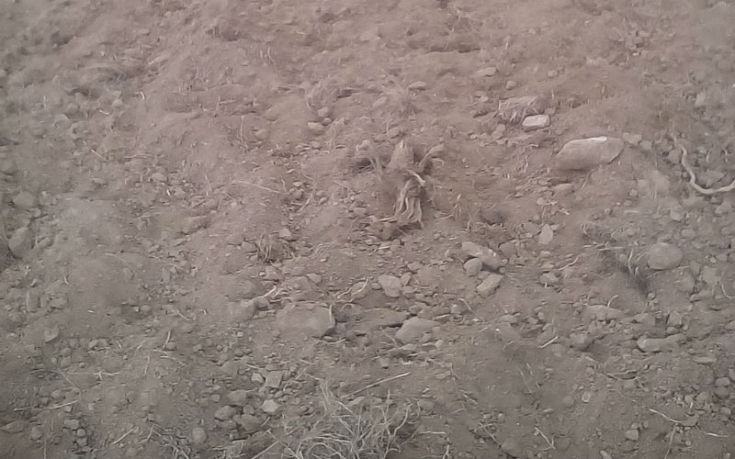 Campi di patate rasati