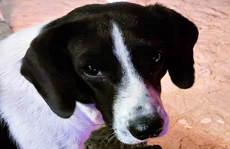 Orsomarso, mobilitazione per salvare Poldo "Liberatelo dal canile, è dolce e buono" 53 Cane Poldo