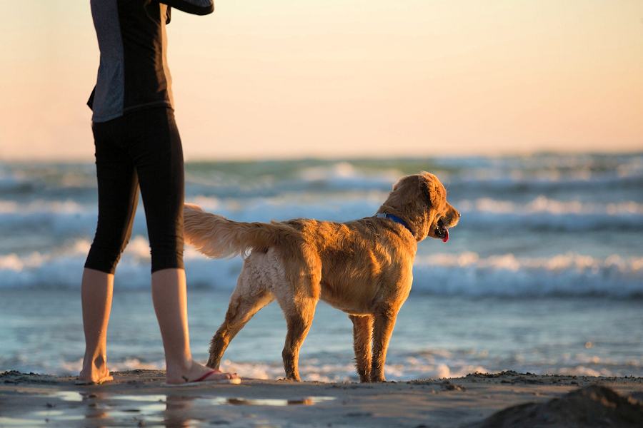 Cane Spiaggia vacanze