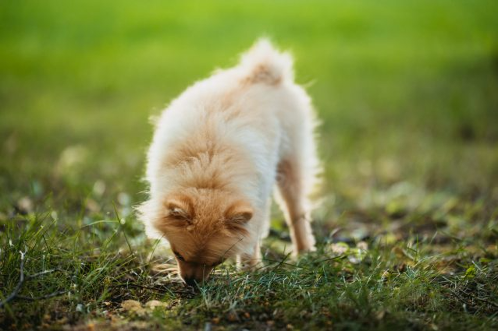 Cane bocconi avvelenati 1
