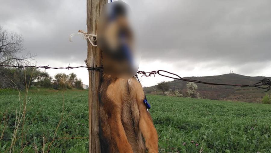 Cane impiccato Cassano1