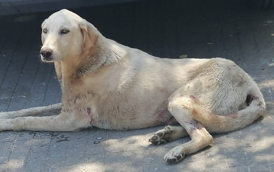 Cane salvato a Mendicino1