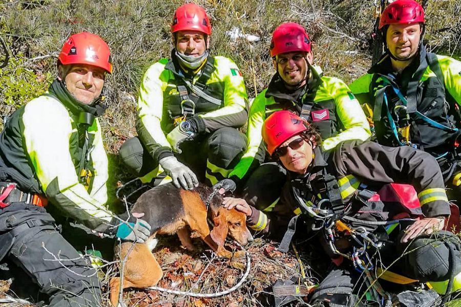Longobucco, cane precipita in un dirupo. Salvato dal nucleo SAF dei vigili del fuoco 51 Cane salvato vigili del fuoco1