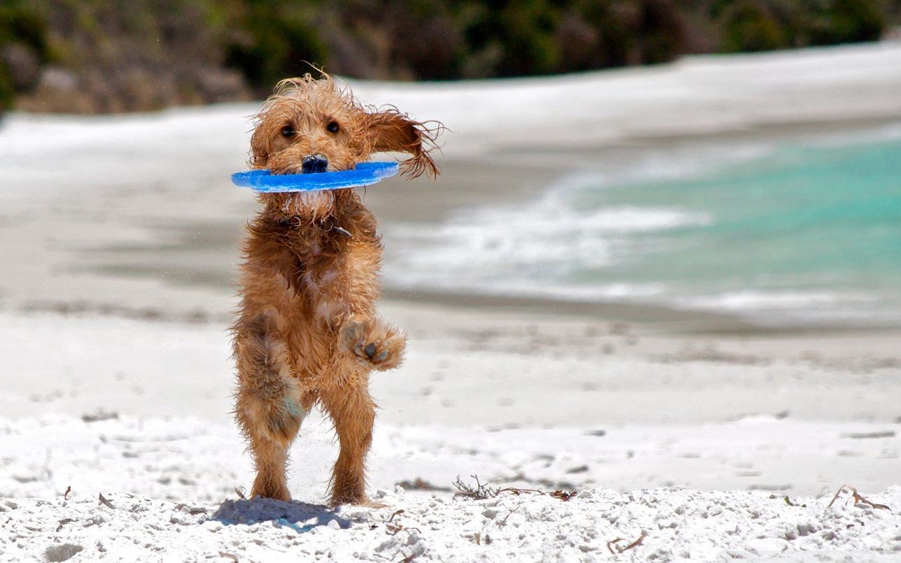 Cane vacanza