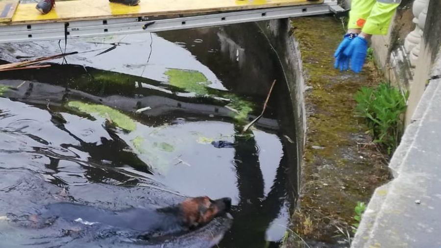 Cani caduti nella fontana Isola 01