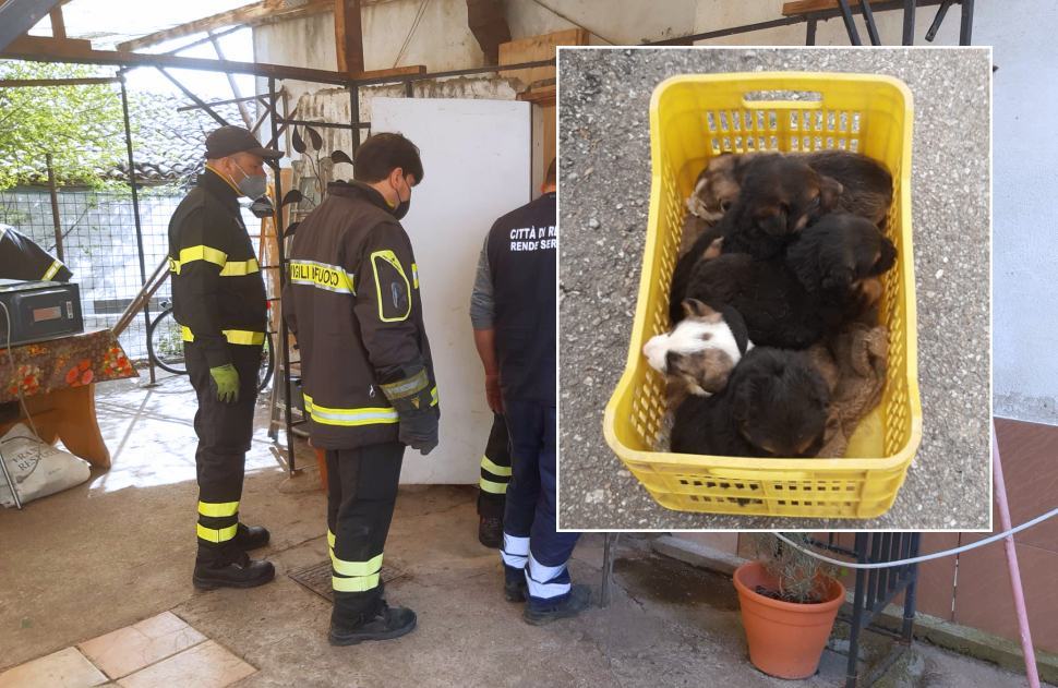 Cani cuccioli Rende