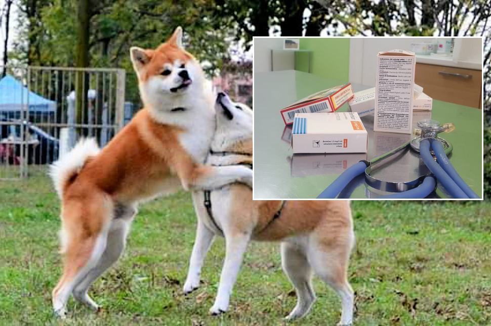 Finalmente si potranno curare gli animali utilizzando farmaci umani 68 Cani medicine