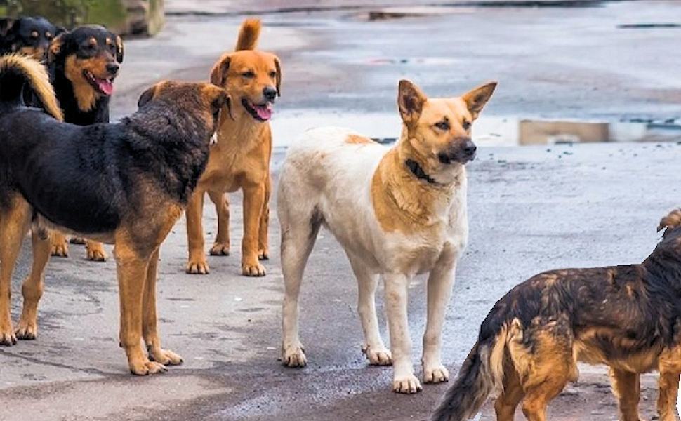 La denuncia di Aidaa "avvelenati e uccisi più di 100 cani, anche di proprietà" 51 Cani randagi 9