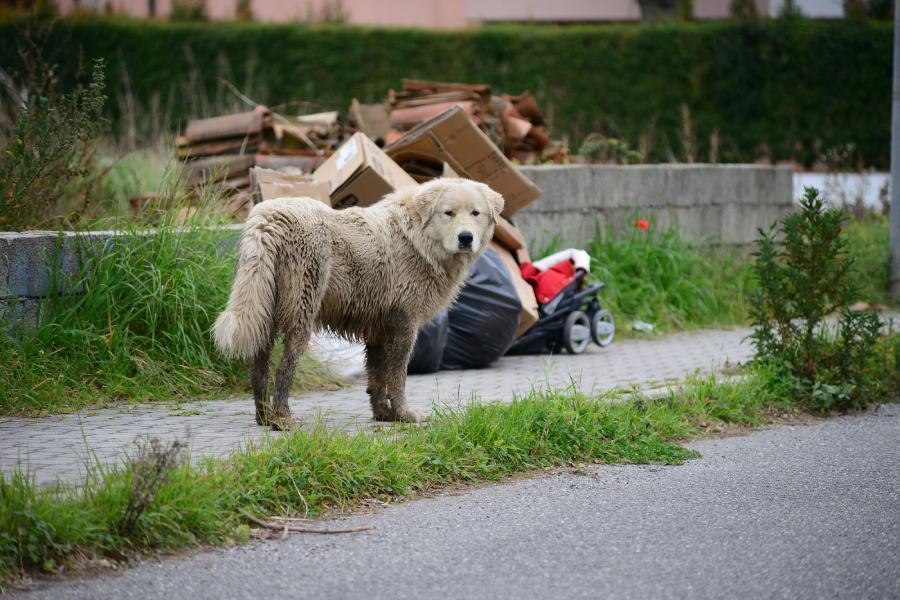 Cani vaganti Cosenza randagismo 1