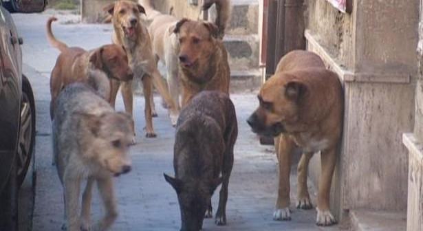 Cani randagi via Roma giugno 2013 615x336 3