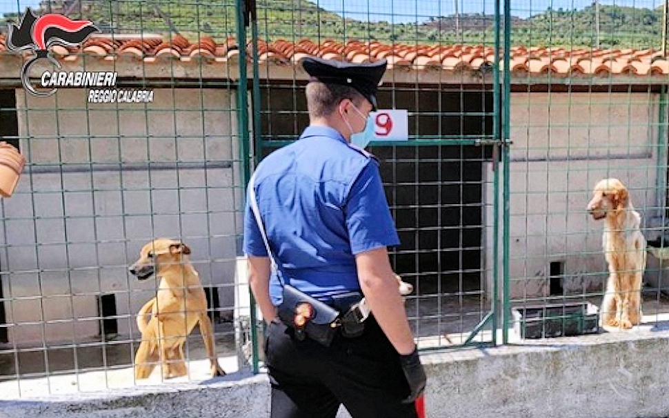 Cani seviziati e maltrattati: 17 persone indagate nella gestione di un canile 51 Canile 5