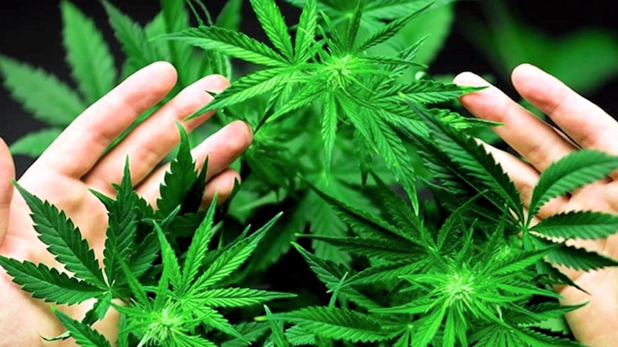 cannabis light