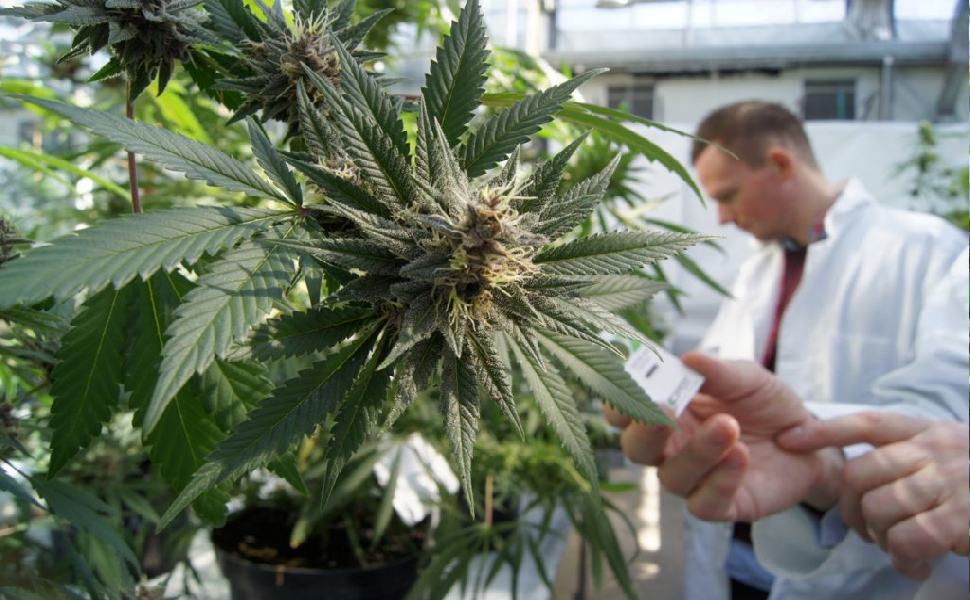 Cannabis terapeutica 1