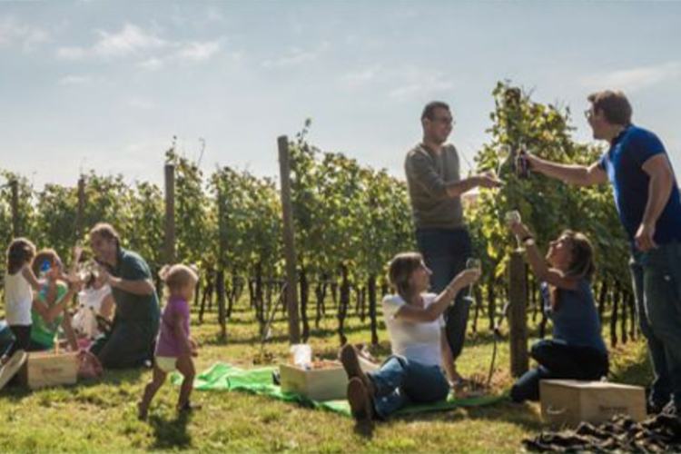 Cantine Aperte 800 in tutta Italia per i 25 anni della Festa del vino