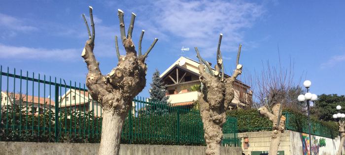 Capitozzature Via Botticelli Rende