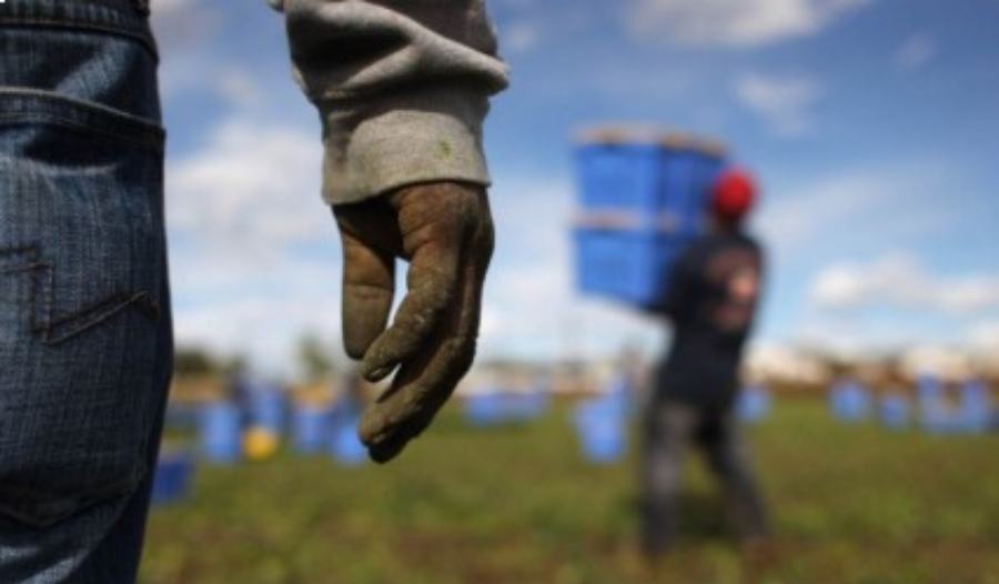 Contrasto al lavoro nero, due denunce e sanzioni per 15 mila euro 51 Caporalato 6