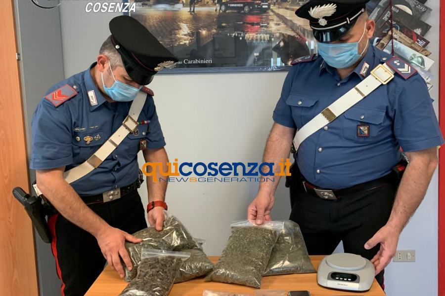Oltre 800 grammi di marijuana nascosta in casa. Arrestata una coppia a Cetraro 53 Carabinieri Cosenza Droga 1