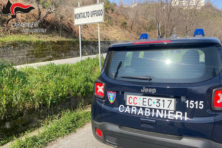 Rota Greca, incendi per rinnovare i pascoli e violazione di sigilli. Denunciati due fratelli 53 Carabinieri Montalto 1