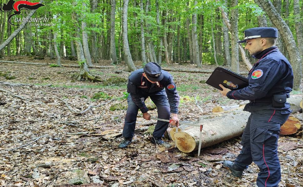 Sopreso a rubare legna nel Parco della Sila fugge in auto. Rintracciato e arrestato 51 Carabinieri Parco arresto per taglio furtivo