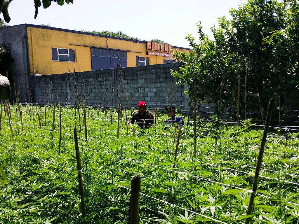 Madre e figli accusati di aver 'coltivato' 120mila euro di marijuana 51 Carabinieri Piantagione 2