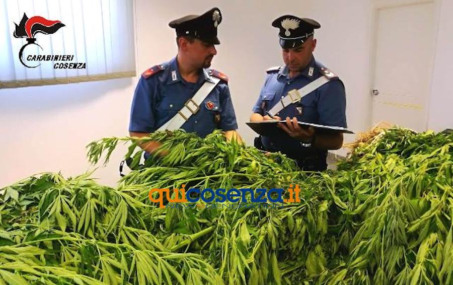 Carabinieri Rende paintagioneMARIJUANA 1