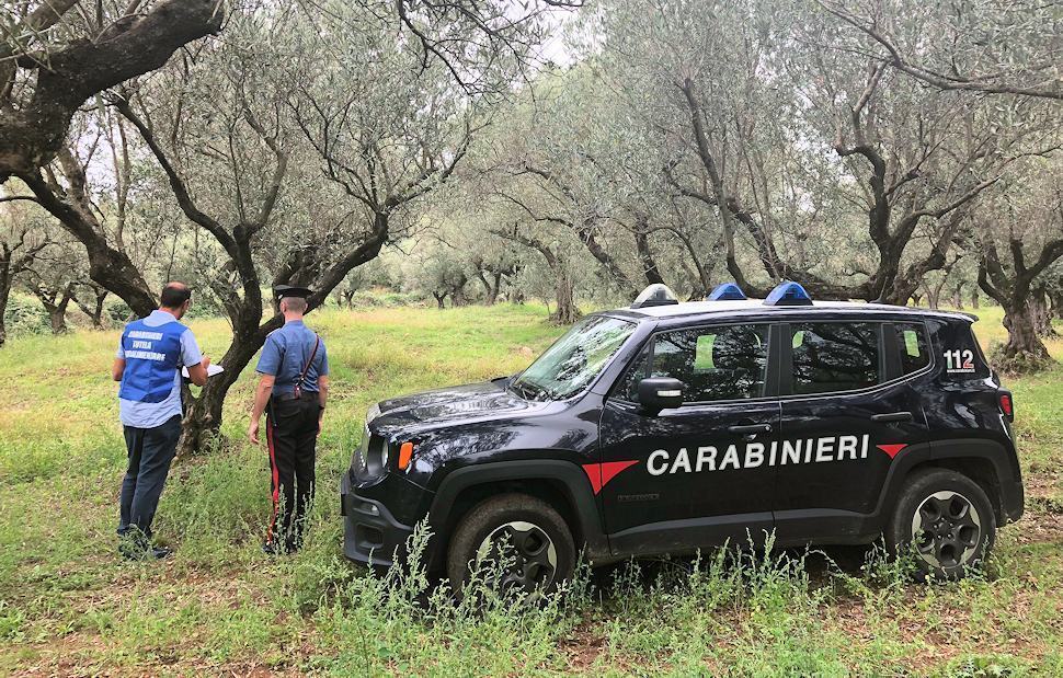 Produceva funghi, conserve e alimenti ma senza autorizzazione. Sospesa azienda agricola 51 Carabinieri campagna boschi
