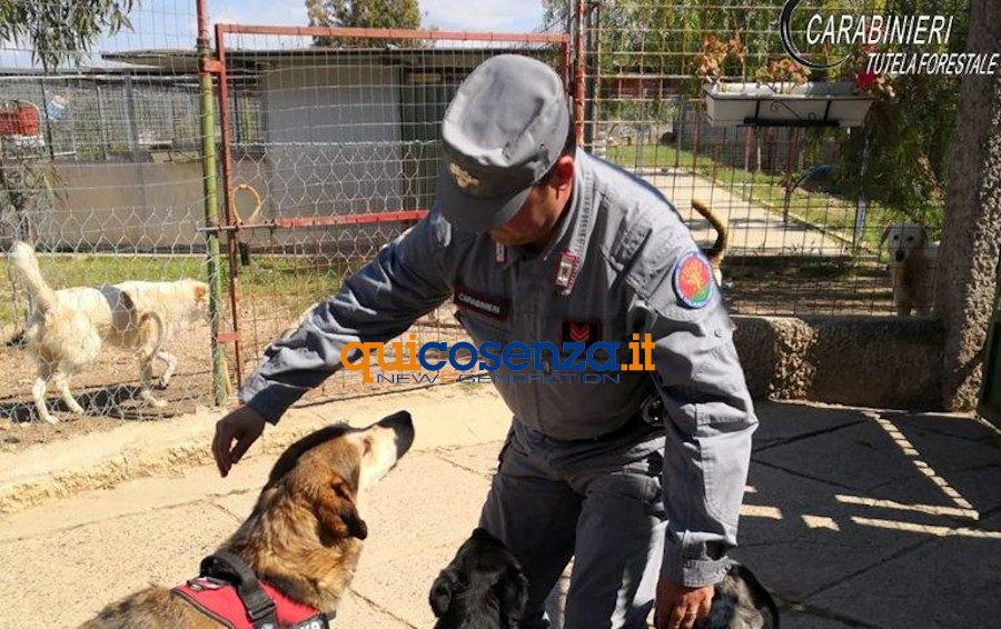 Carabinieri canile Corigliano