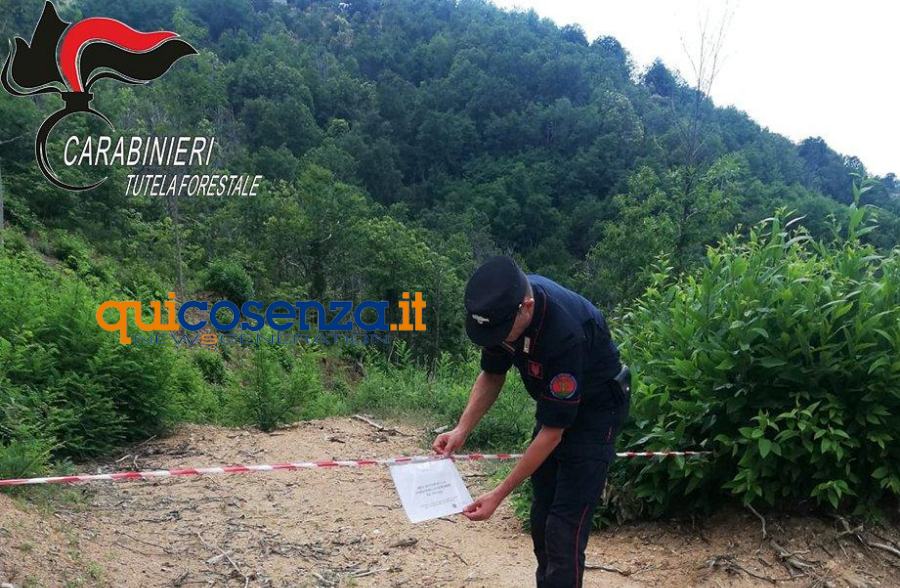 Carabinieri forestali bosco Acri2