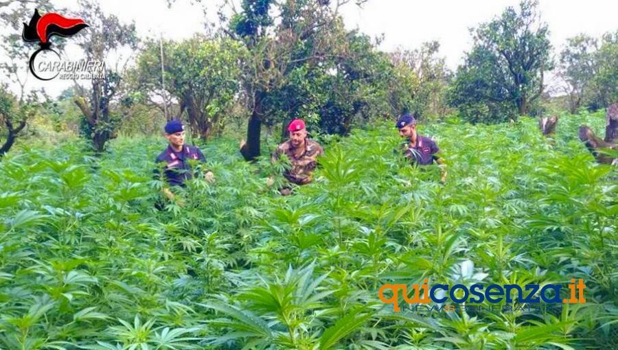 Una piantagione di marijuana con 340 piante alte anche 3 metri. Arrestati padre e figlio 51 Carabinieri piantangione