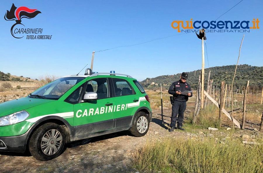 Carabinieri tutela forestale