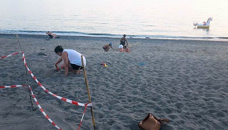 Caretta caretta Belvedere