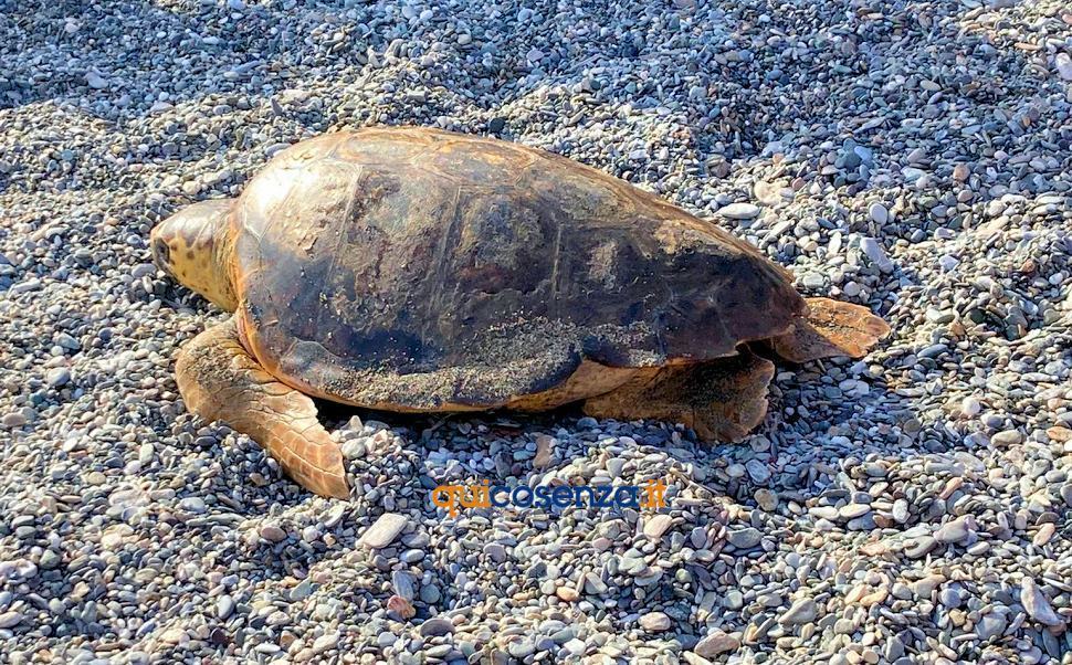 Cetraro, la tartaruga "Maria Chiara" è libera. Salvata un mese fa dalla Guardia Costiera 53 Caretta caretta Cetraro01