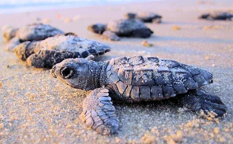 Caretta caretta nidi