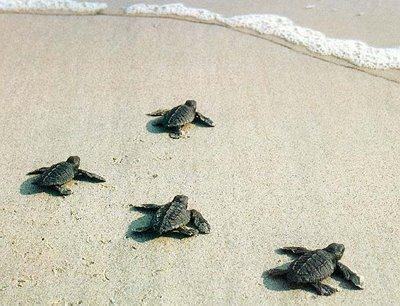 Domani la Pro Loco di Strongoli organizza l'iniziativa “Salviamo la tartaruga Caretta Caretta” 212 Carretta Carretta Spiaggia Strongoli