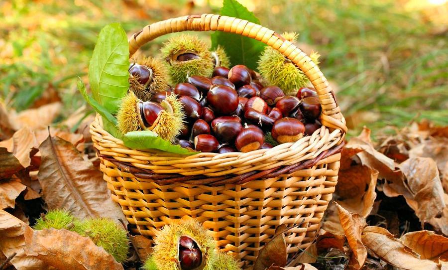 Castagne1 1