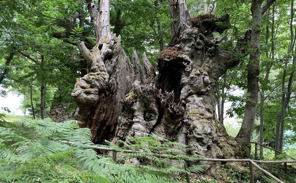 Italian Tree of the Year 2021, il Castagno di Grisolia tra i finalisti 51 Castagno Grisolia