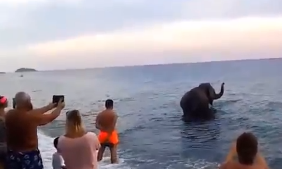 Ma l'elefante è fuggito o è stato "accompagnato" al mare? (Video) 51 Cattura 3
