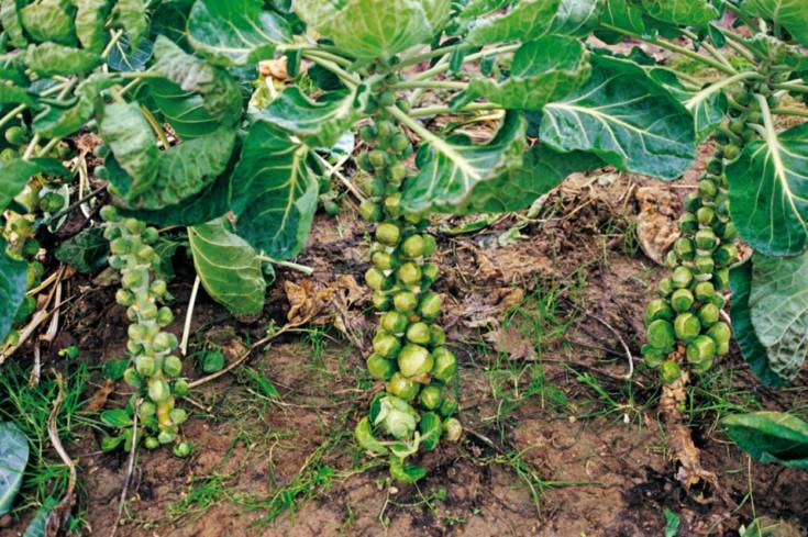 Cavoletti di Bruxelles 2