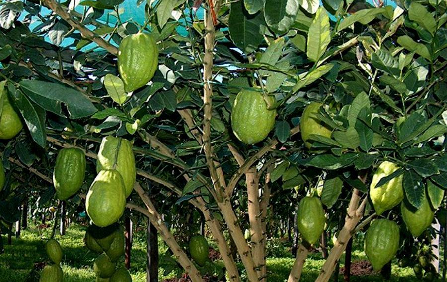 Cedro calabria