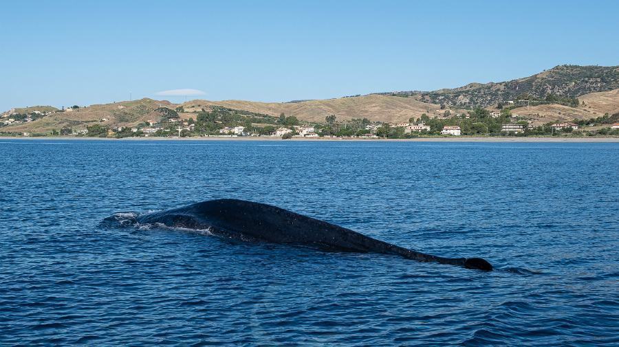 Centro Recupero Tartarughe Marine di Brancaleone 001 CRTM 2020 2