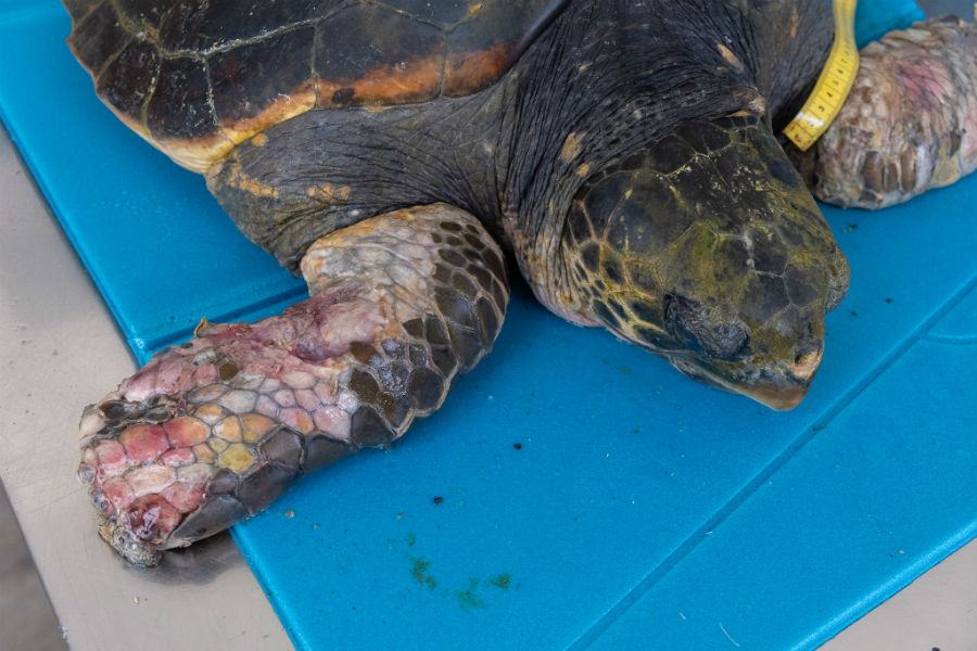 Centro Recupero Tartarughe Marine di Brancaleone 003