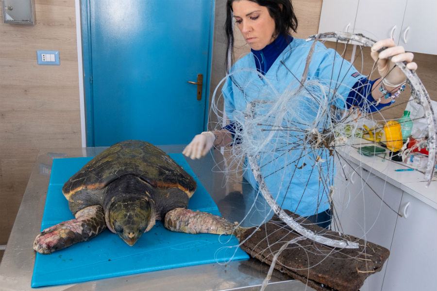 Centro Recupero Tartarughe Marine di Brancaleone 006