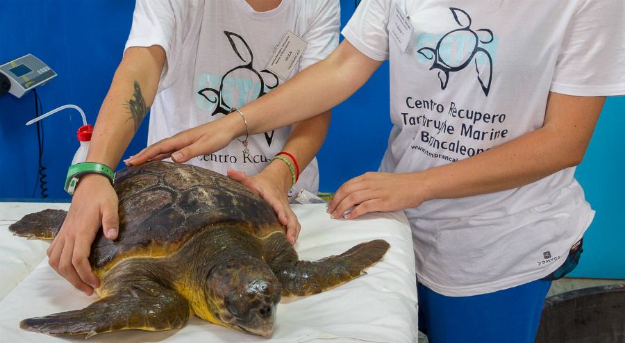 Centro Recupero Tartarughe Marine di Brancaleone 29
